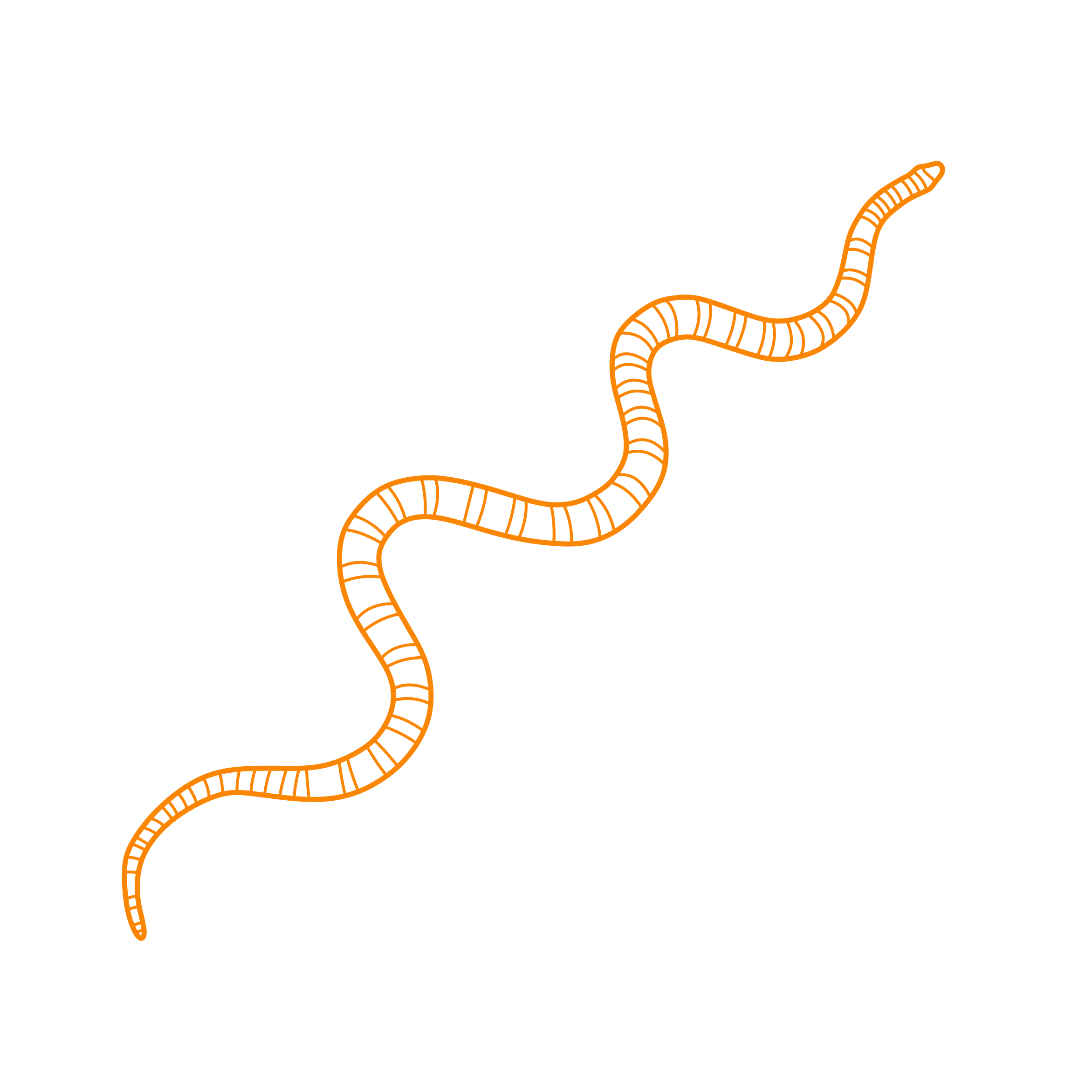 Animals Snakes California Kingsnake Engraving Svg Design Free Vectors